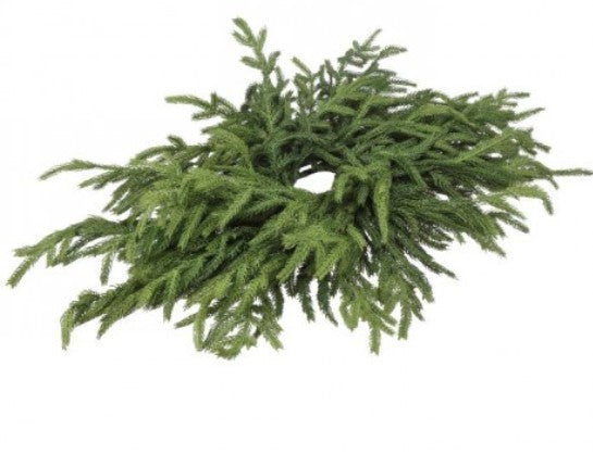 24" Just Cut Norfolk Pine Centerpiece Green