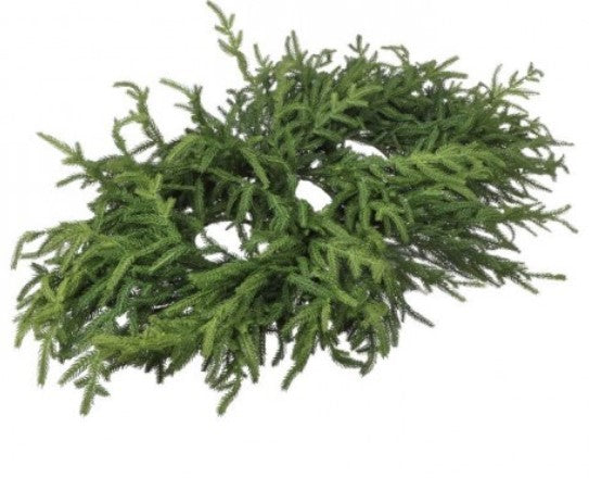 36" Just Cut Norfolk Pine Centerpiece Green