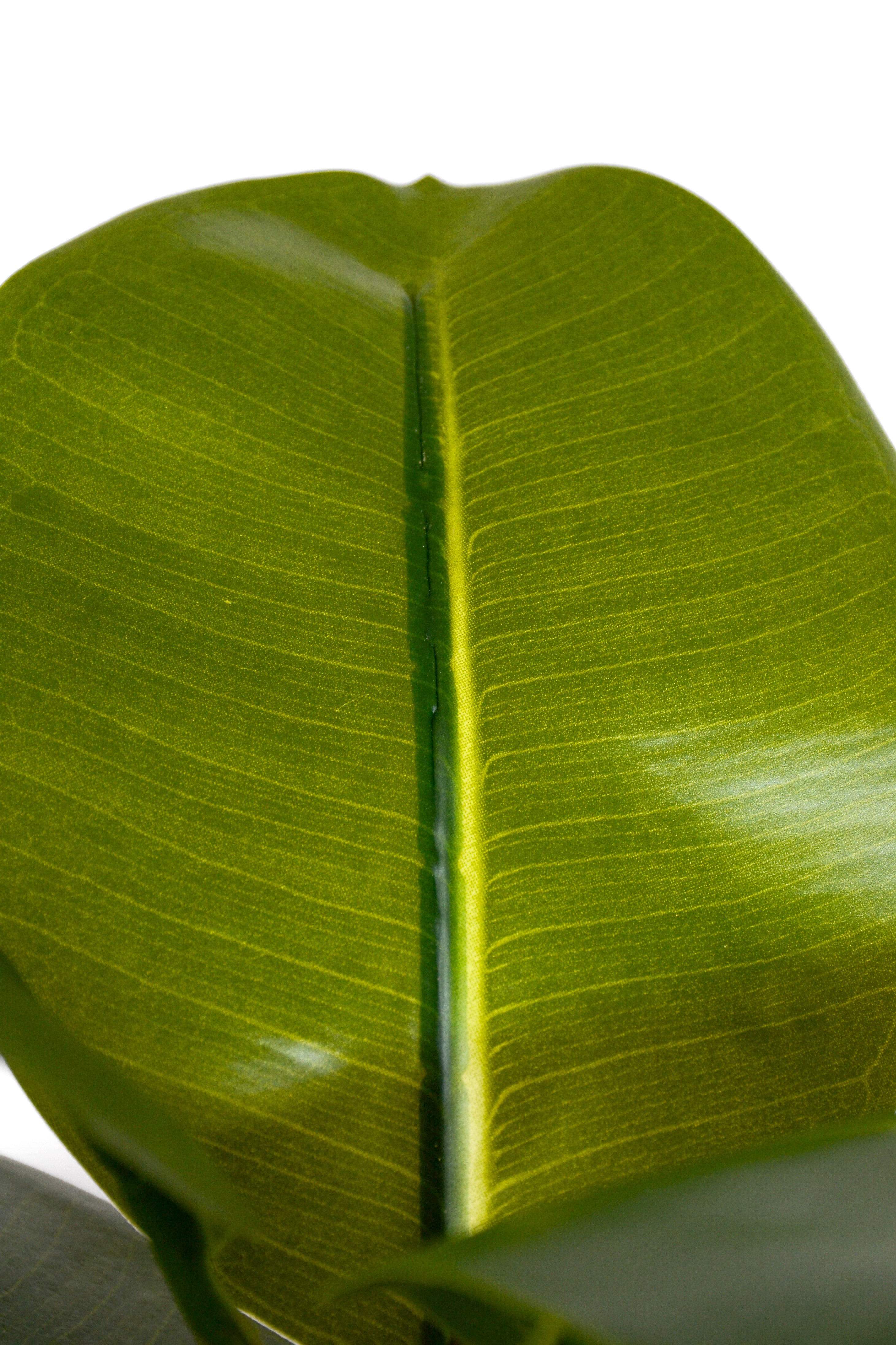 33.5" Artificial Magnolia Leaf Spray Green