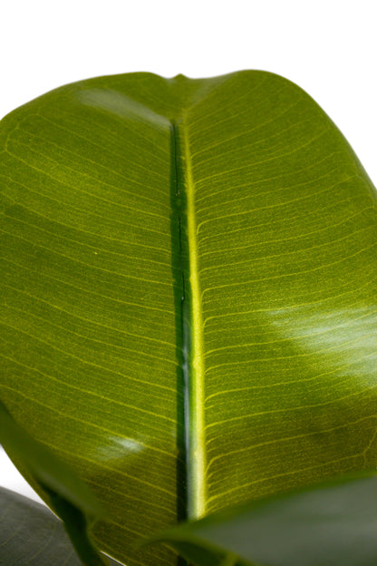 33.5" Artificial Magnolia Leaf Spray Green
