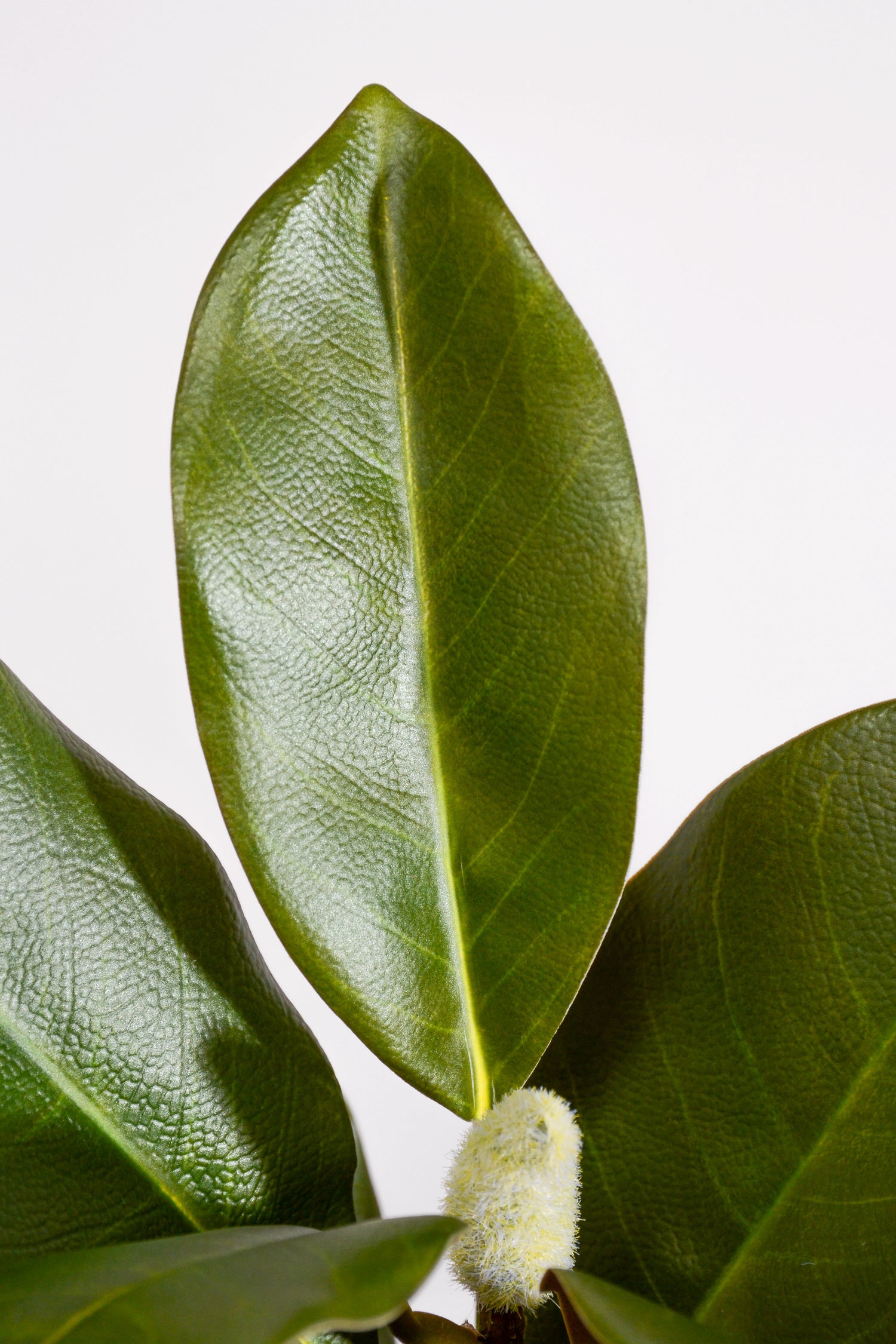29“ Artificial Magnolia Leaf Stem Green