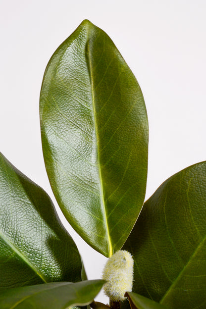 29“ Artificial Magnolia Leaf Stem Green