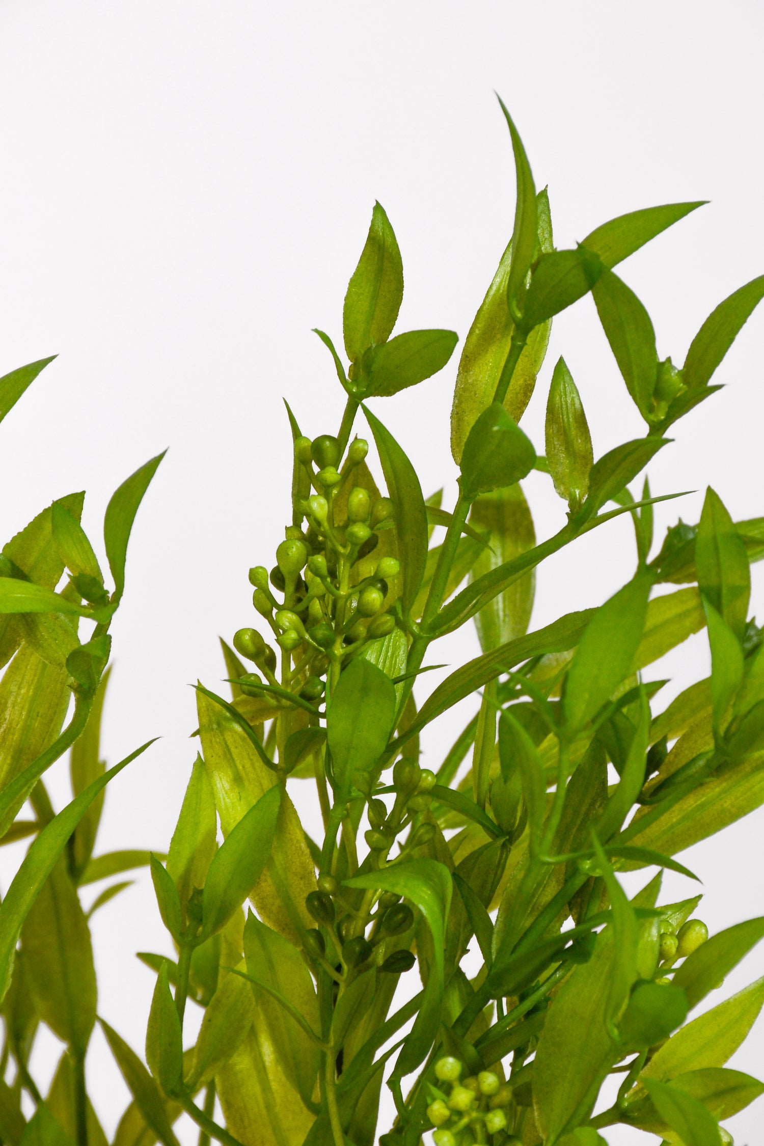 15" Uv Artificial Ruscus Bush Green