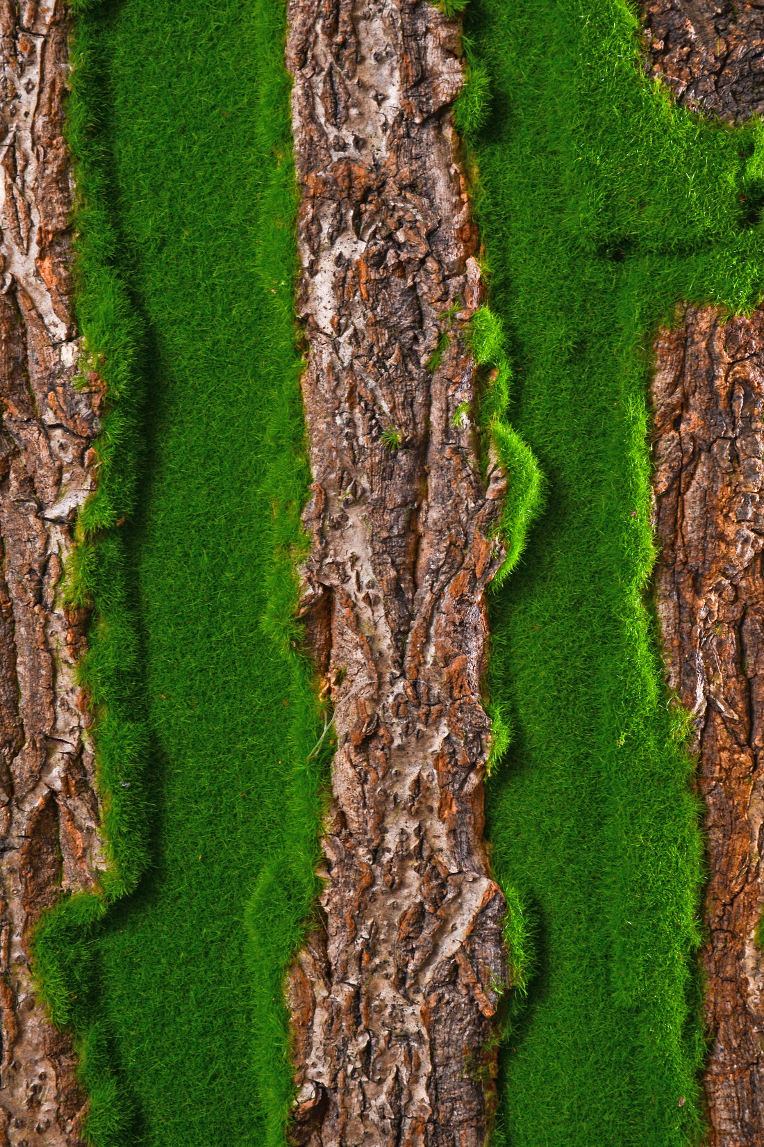 19.3" X 38.6" Bark Sheet W/Moss Green