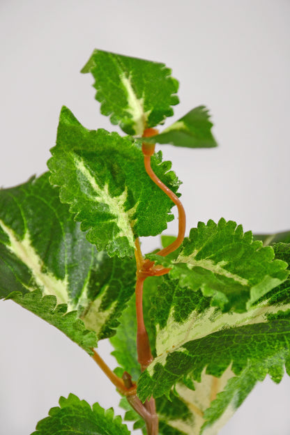 16" Uv Artificial Protected Coleus Bush Green/Cream