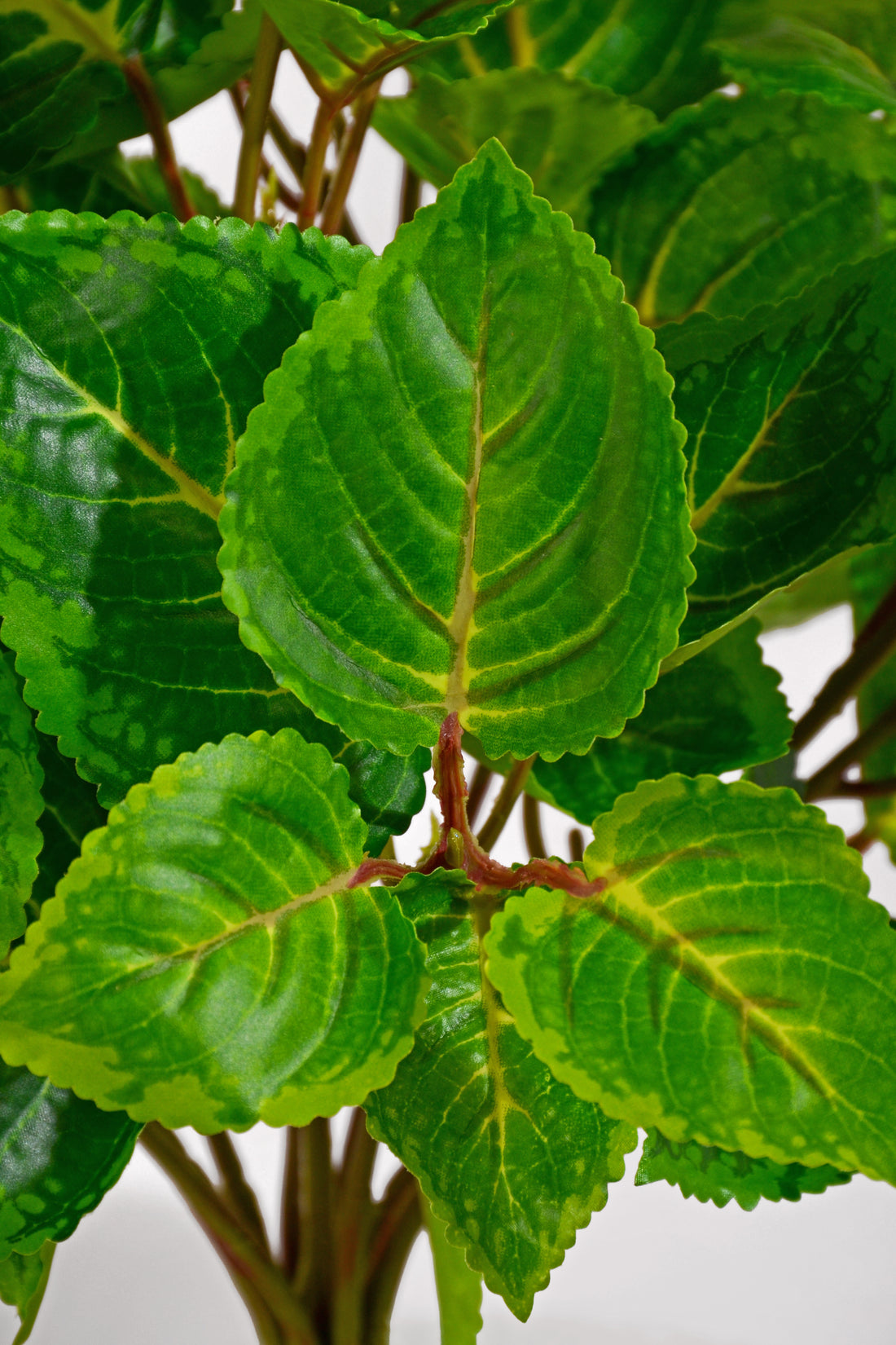 20" Uv Artificial Protected Coleus Bush Green/Cream