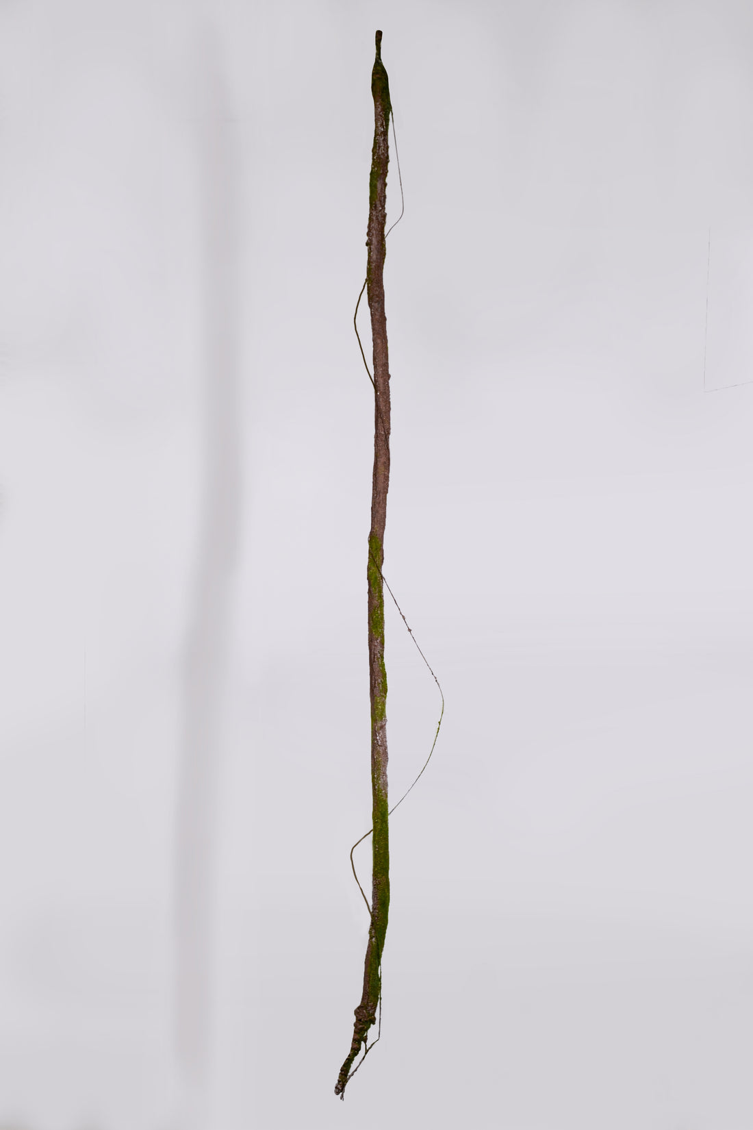 74" Vine Branch W/Moss Green