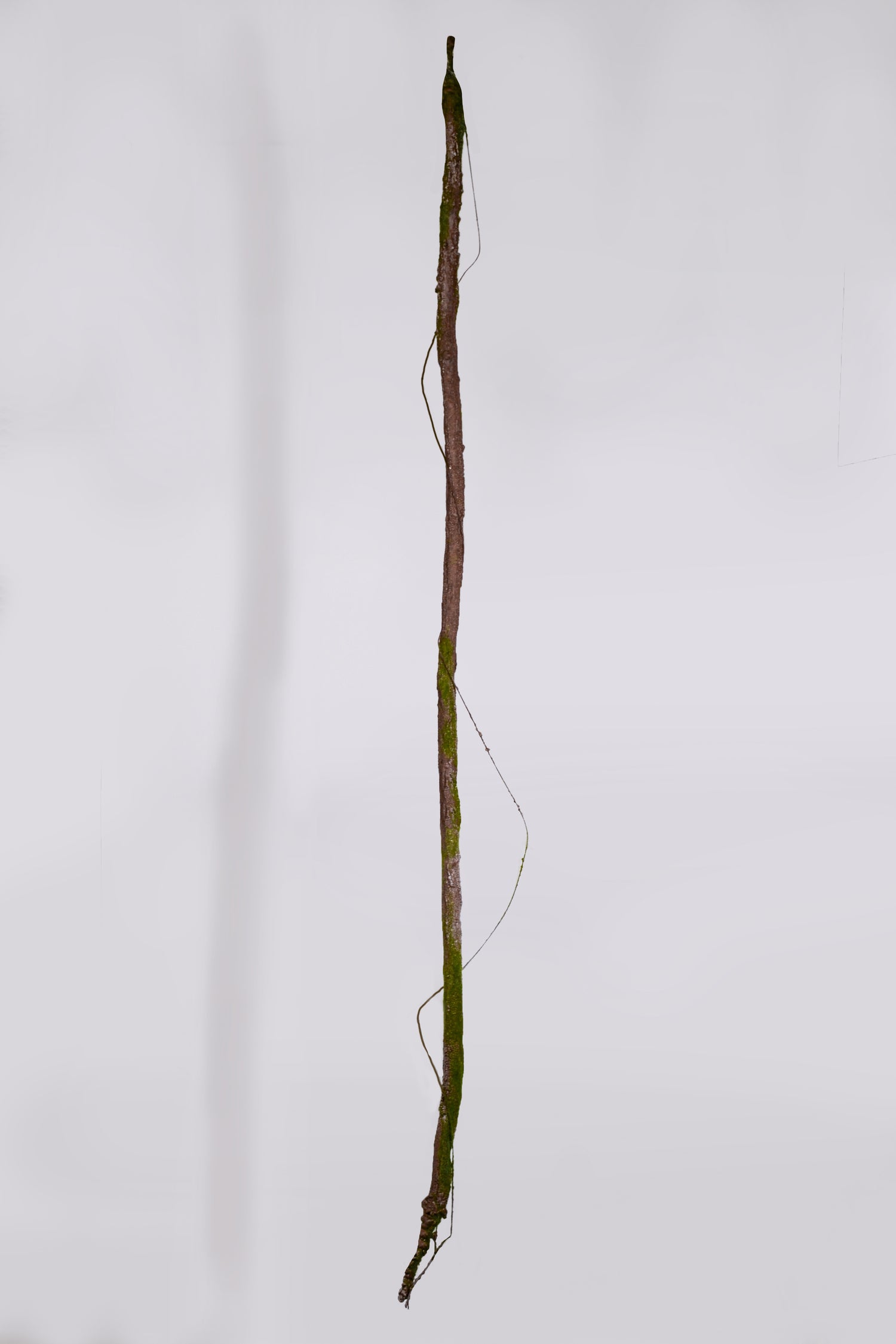 74" Vine Branch W/Moss Green