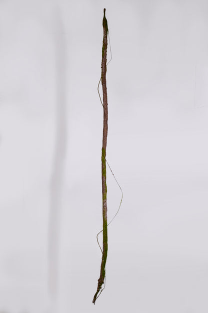 74" Vine Branch W/Moss Green