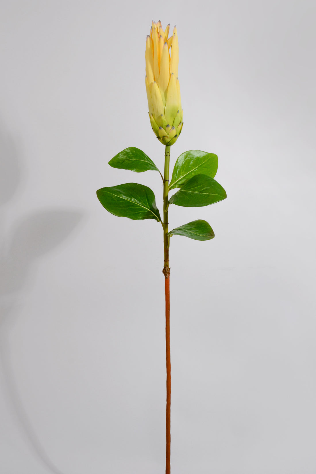 33" Artificial Protea Spray Yellow