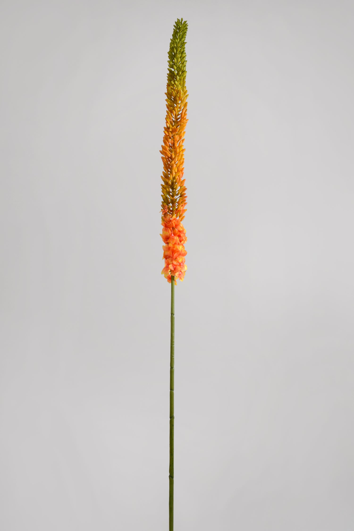 44" Foxtail Lily Spray Orange/Green