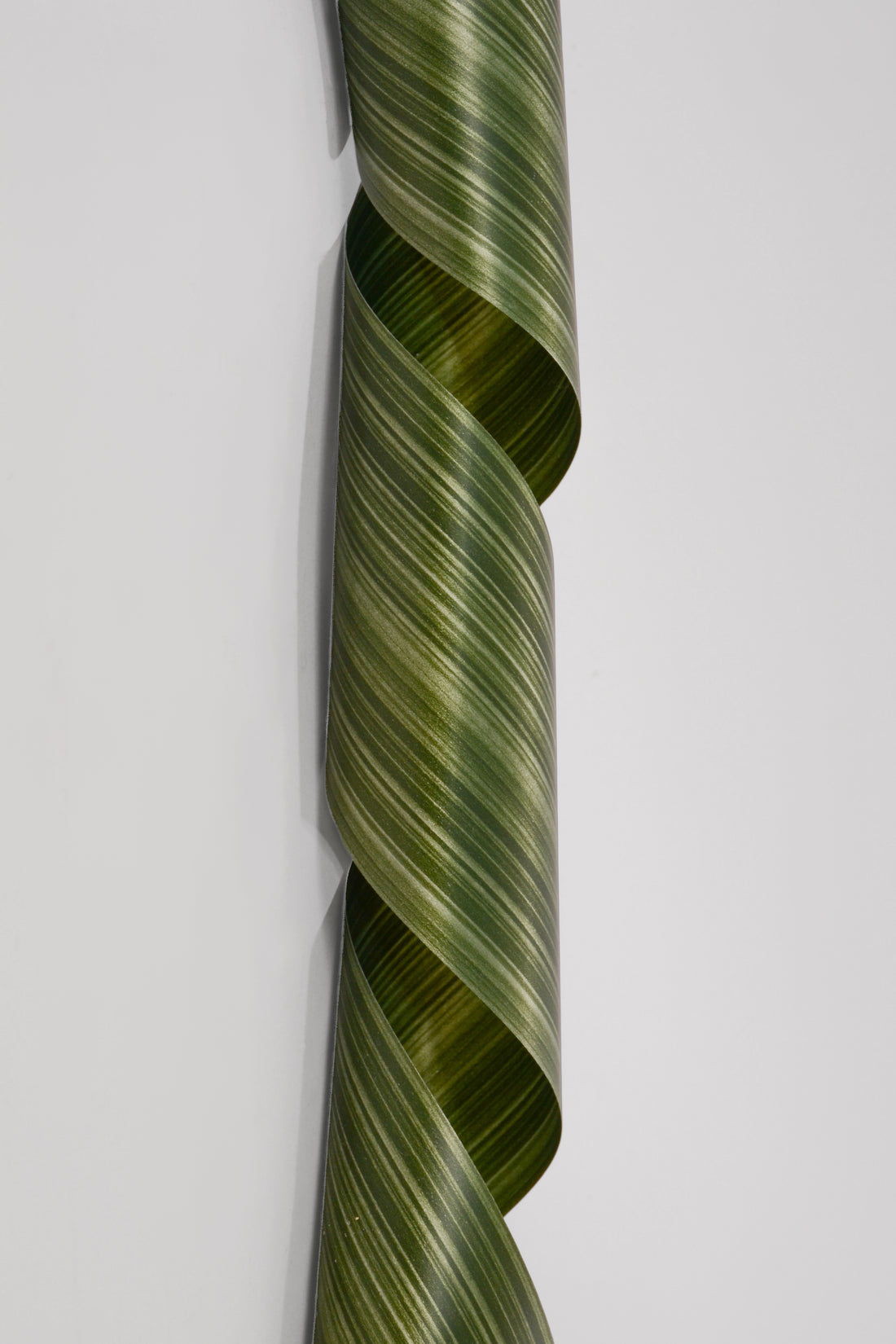 4.25" X 50yds Roll Aspidistra Ribbon Leaf Green