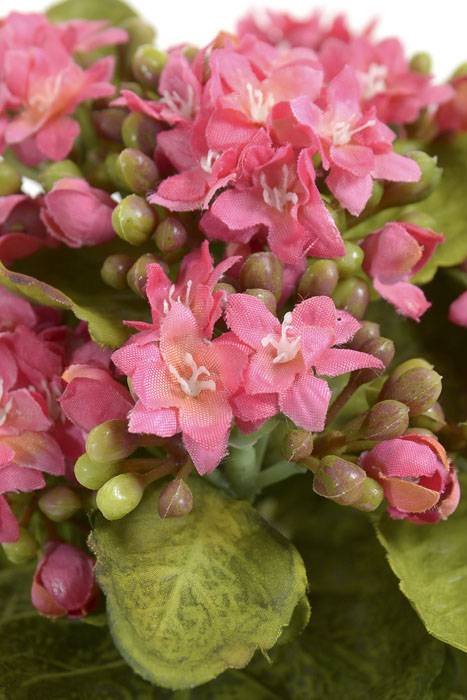 9" Mini Silk Kalanchoe Bush Rose
