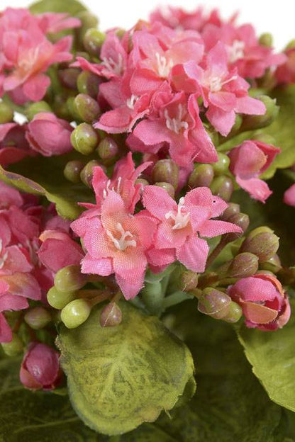 9" Mini Silk Kalanchoe Bush Rose