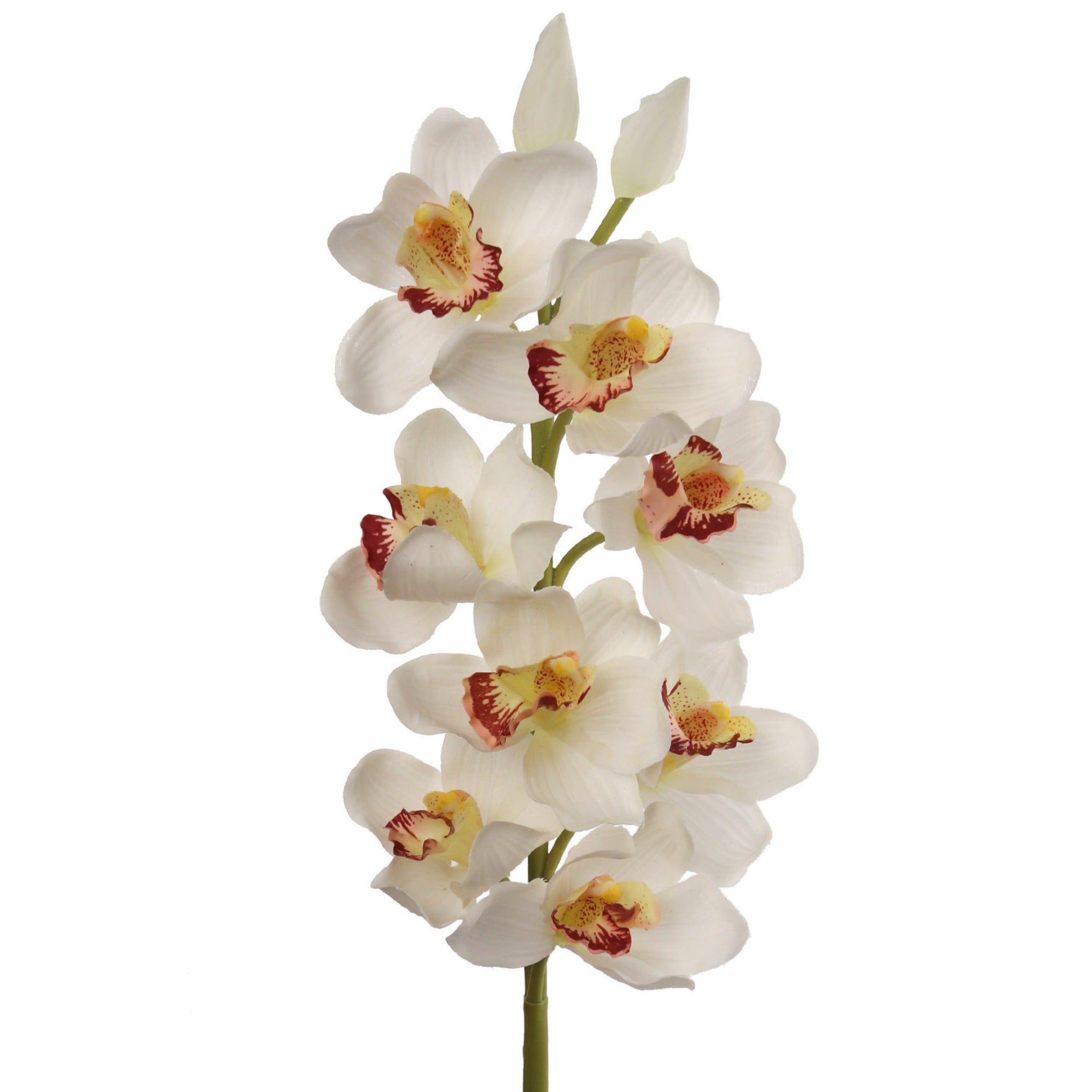 30" Cymbidium Stem 10F/2BD Cream