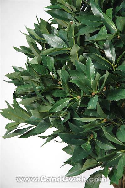 4ft Bay-leaf Topiary Bush In Pot Green