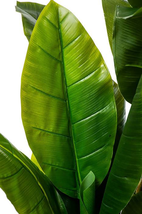 5ft Banana Tree In Pot Green