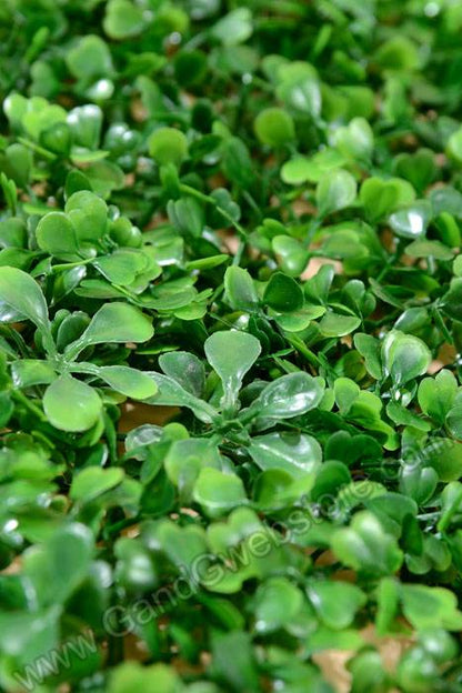 23.5&quot; X 16&quot; Boxwood Mat Green