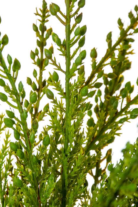 17&quot; Cedar Bush Green