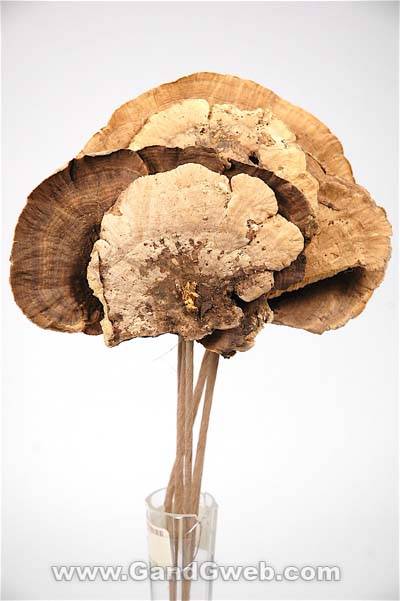 Sponge Mushroom/stem Nat Ea