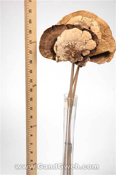 Sponge Mushroom/stem Nat Ea