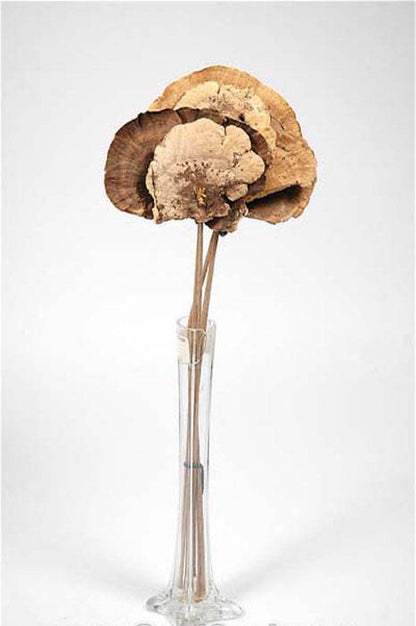 Sponge Mushroom/stem Nat Ea
