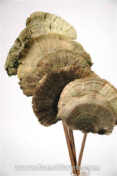 Sponge Mushroom/stem Basil Pkg/6