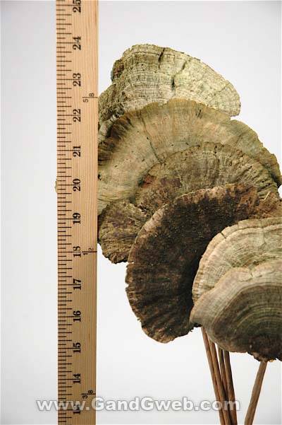 Sponge Mushroom/stem Basil Pkg/6