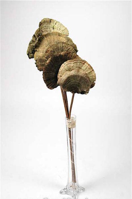 Sponge Mushroom/stem Basil Pkg/6