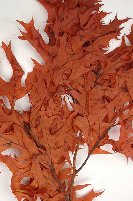 Transparent Oak Leaves Rust Pkg/1lb