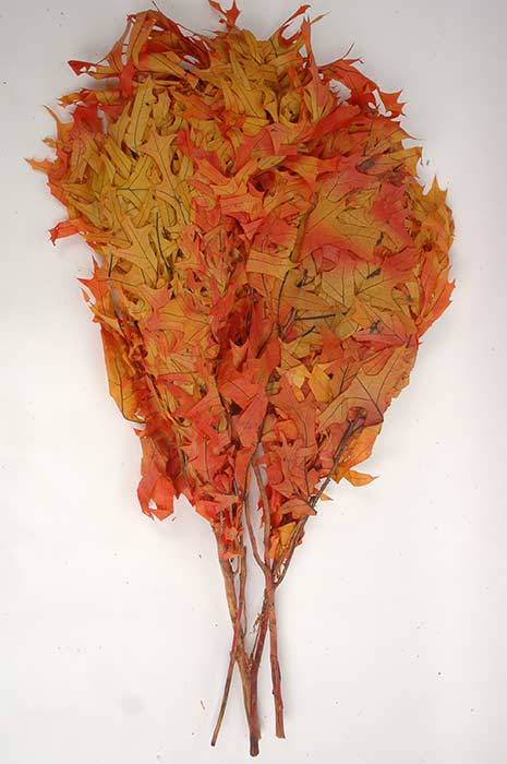 Transparent Oak Leaves 1lb Autumn