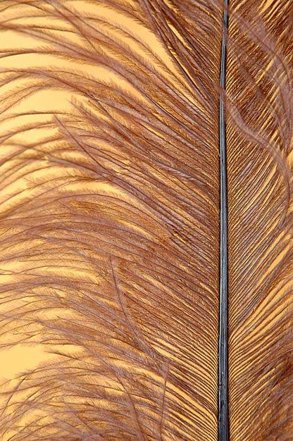 18"-22" Ostrich Feather Brown Pkg/12