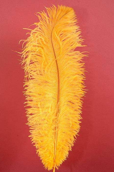 18"-22" Ostrich Feather Gold Pkg/12