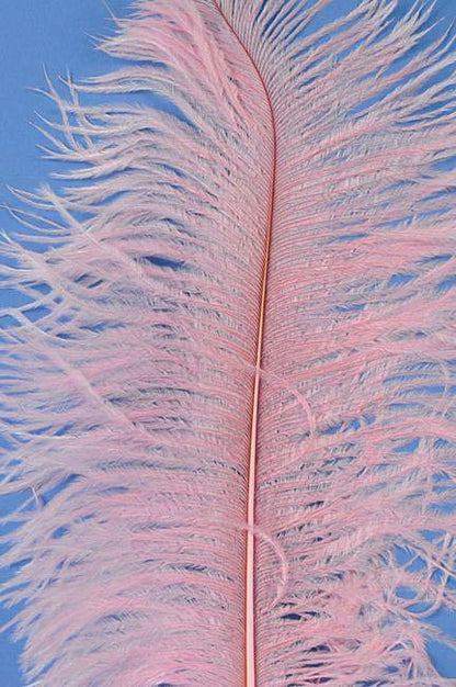 14"-16" Single Ostrich Feather Light Pink