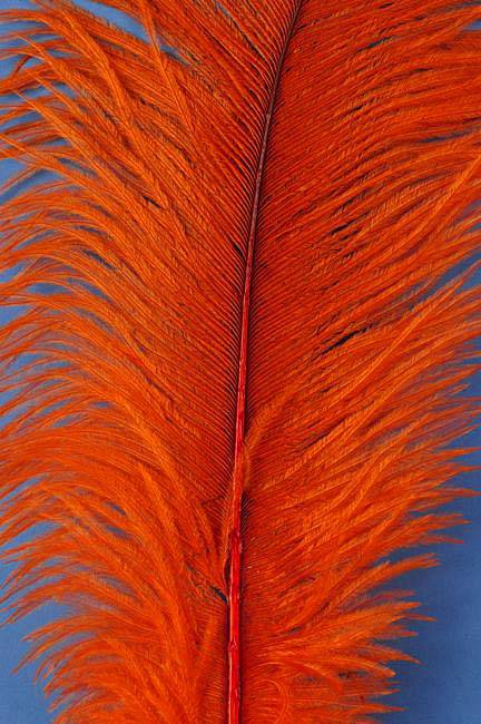 14"-16" Ostrich Feather Orange Pkg/12