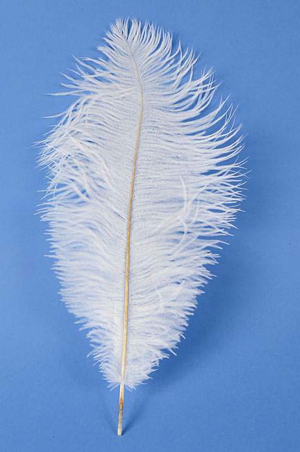 14&quot;-16&quot; Ostrich Feather White Pkg/12