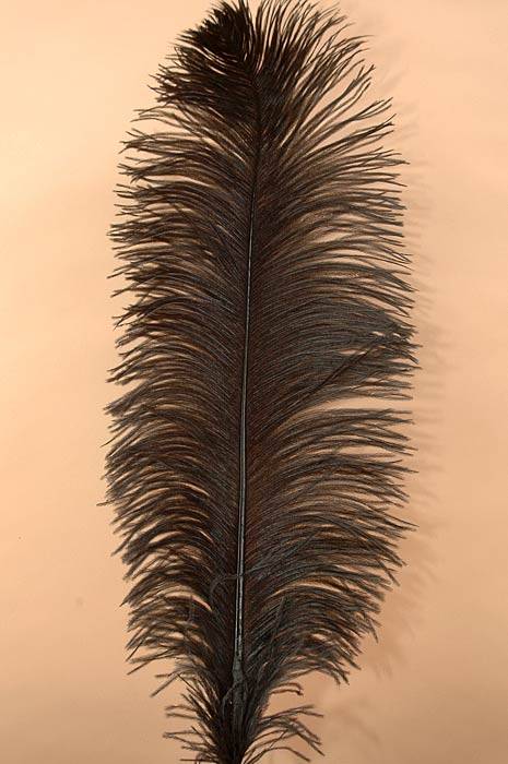 22&quot;-26&quot; Ostrich Plum Black Pkg/6