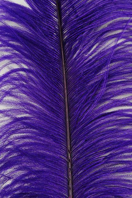 22"-26" Ostrich Plum Purple Pkg/6