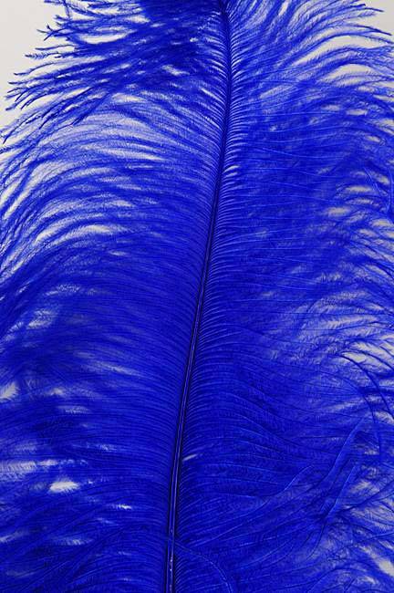 22"-26" Ostrich Plum Royal Blue Pkg/6