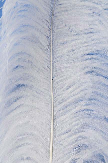 22&quot;-26&quot; Ostrich Plum White Pkg/6