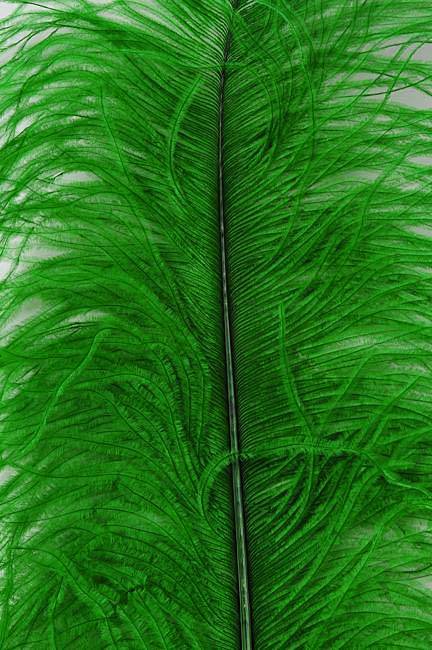 22"-26" Ostrich Plum Kelly Green Pkg/6