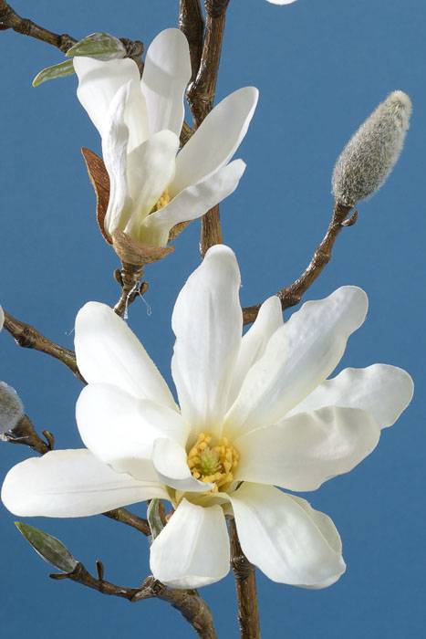 41" Silk Magnolia Spray Cream