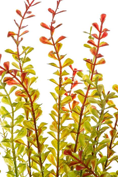 22&quot; Mini Leaves Bush Brown/green