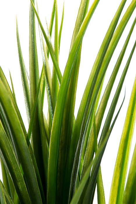 18&quot; Plastic Grass Bush Green