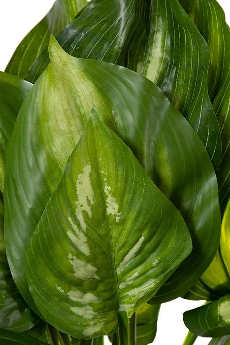 22" Eva Hosta Plant Green/cream