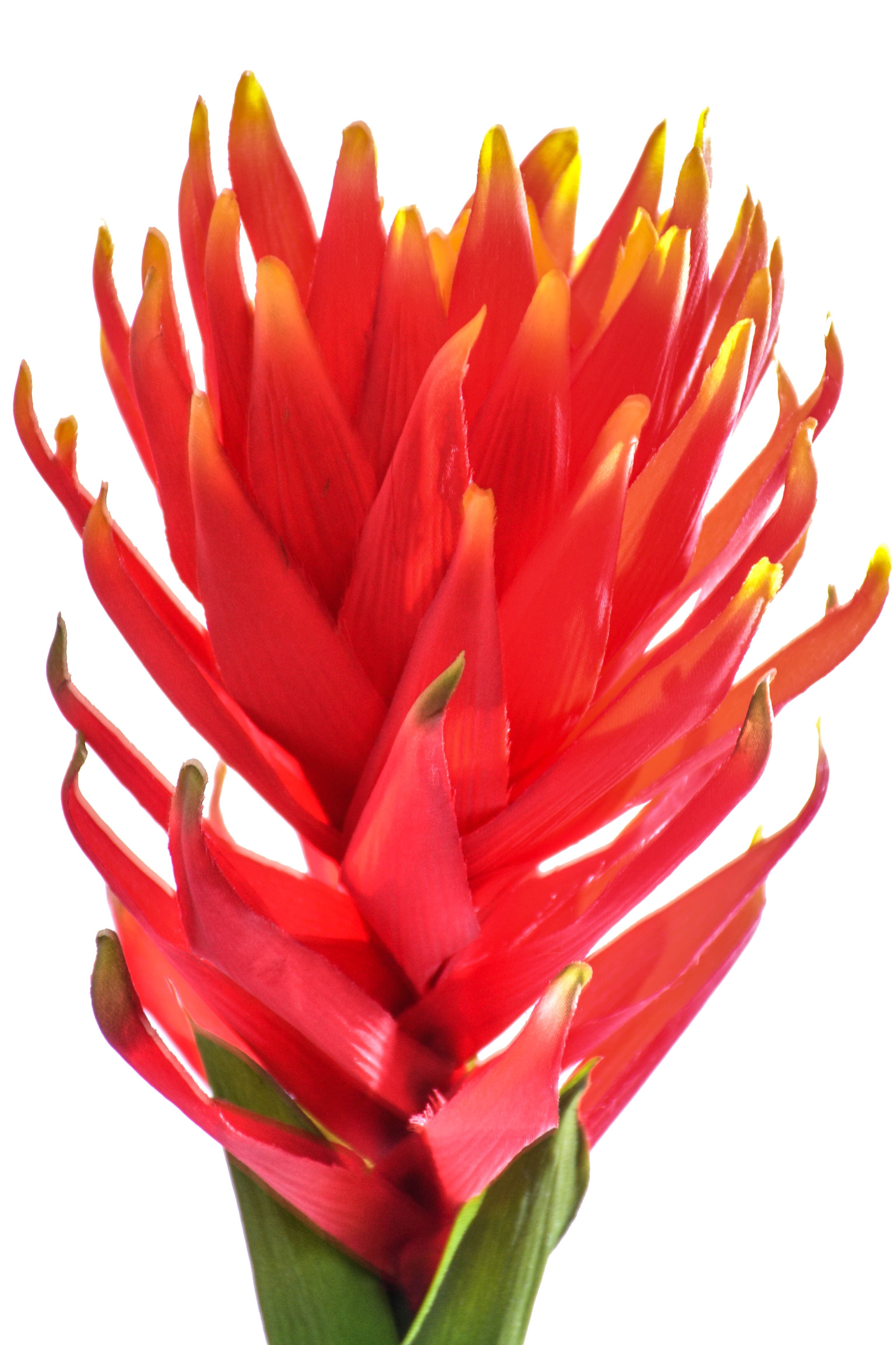 36" Protea Spray Red/orange