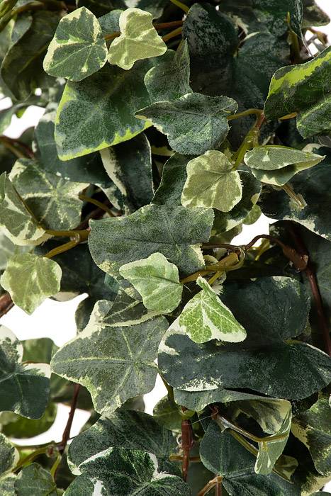 20" Kangaroo Ivy Bush Variegated Green