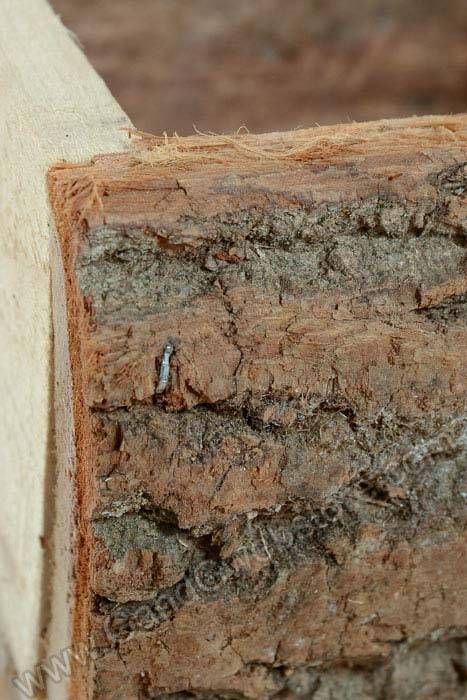 8" X 5.5" Wooden Log Box Natural