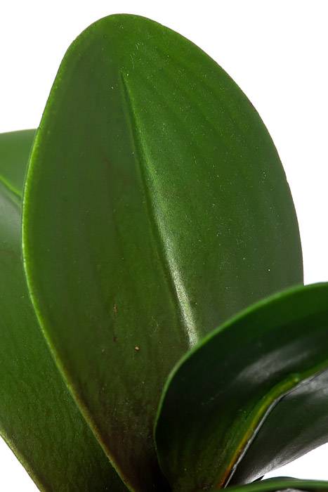 10" Phalaenopsis Leaf Cluster Green