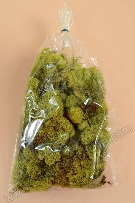 Reindeer Moss Chartreuse